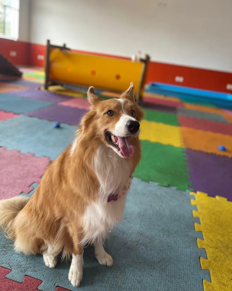 Border Collie sentado e atento no centro de treinamento da Caninos em Sorocaba