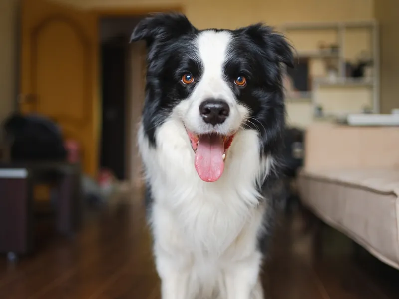 Border Collie calmo e atento dentro de casa, resultado do adestramento em domicílio