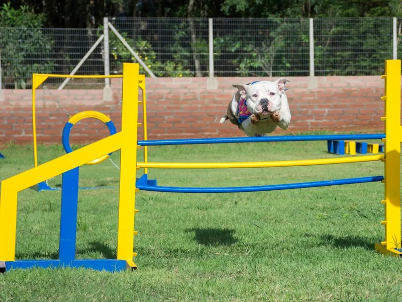 Bulldog Americano saltando barreira de agility durante o adestramento em Sorocaba