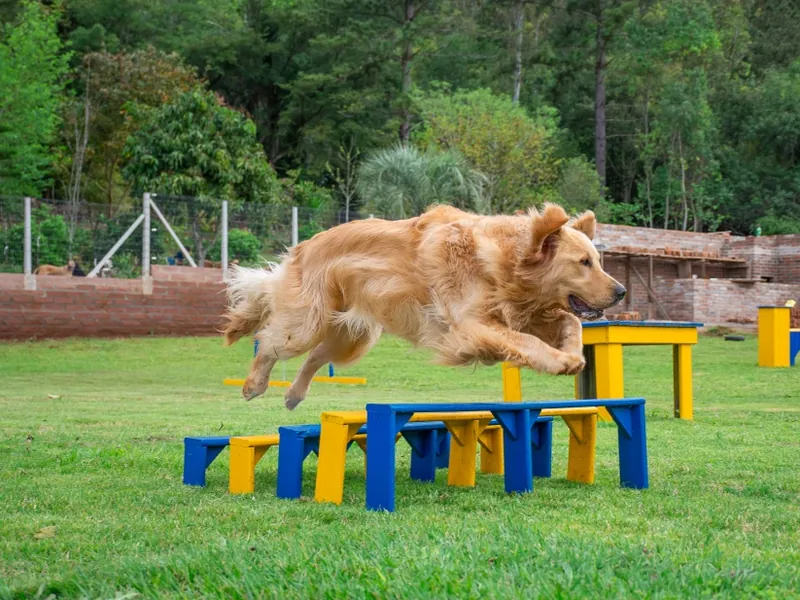 Golden Retriever saltando obstáculo no campo de treinamento da Caninos em Sorocaba