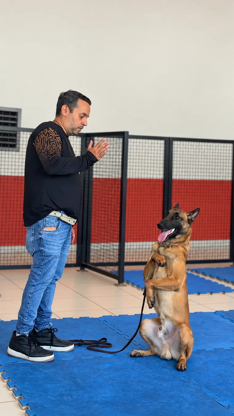 Adestrador Alexandre Aragão dando comando a um Pastor Belga Malinois no centro de treinamento em Sorocaba